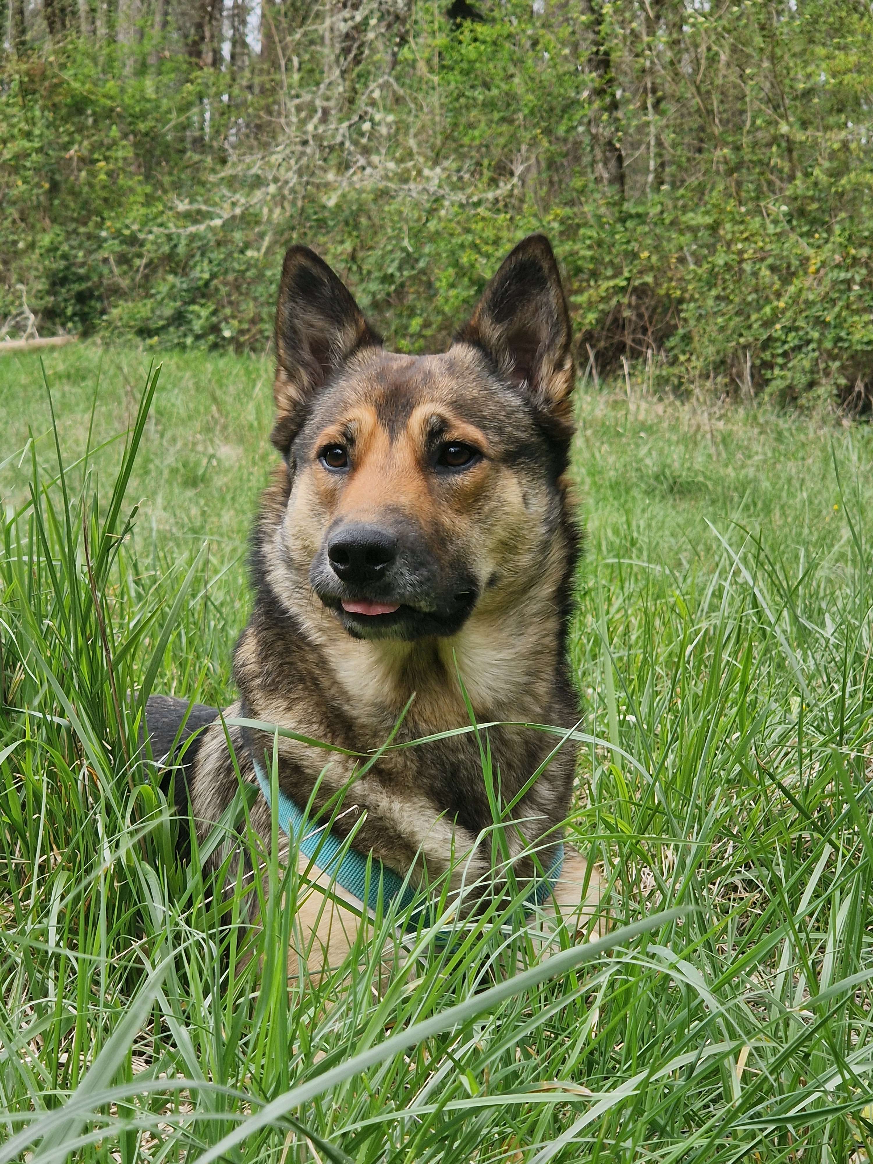 Illustration de chiens en balade